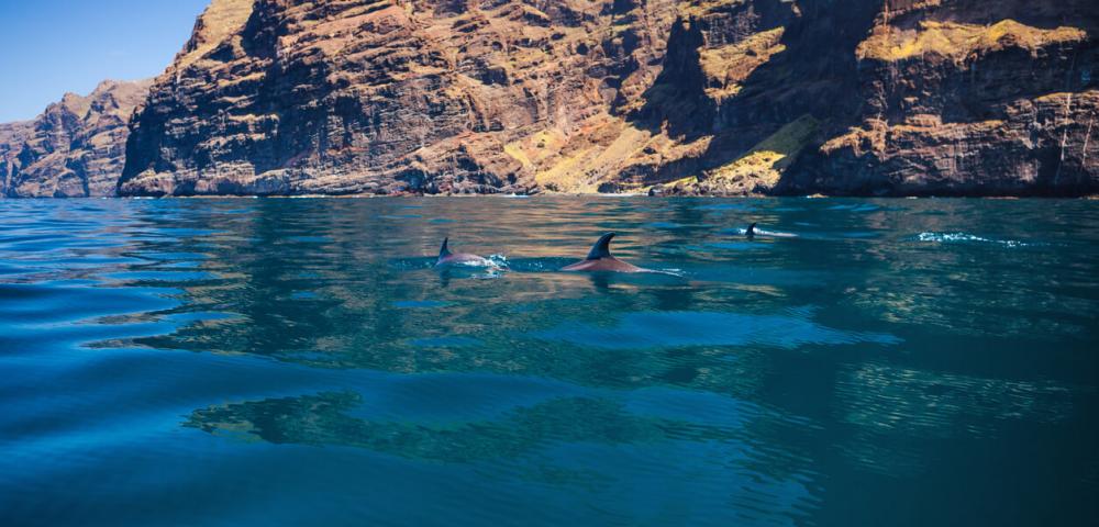 Morje, ogled delfinov,  Kanarski otoki, Tenerife