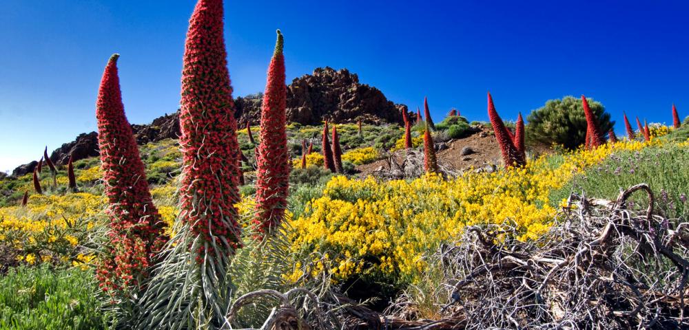 Flora, rastlinstvo, rože Kanarski otoki, Tenerife