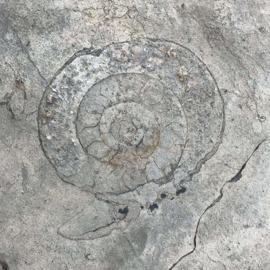 Fossil Julian alps